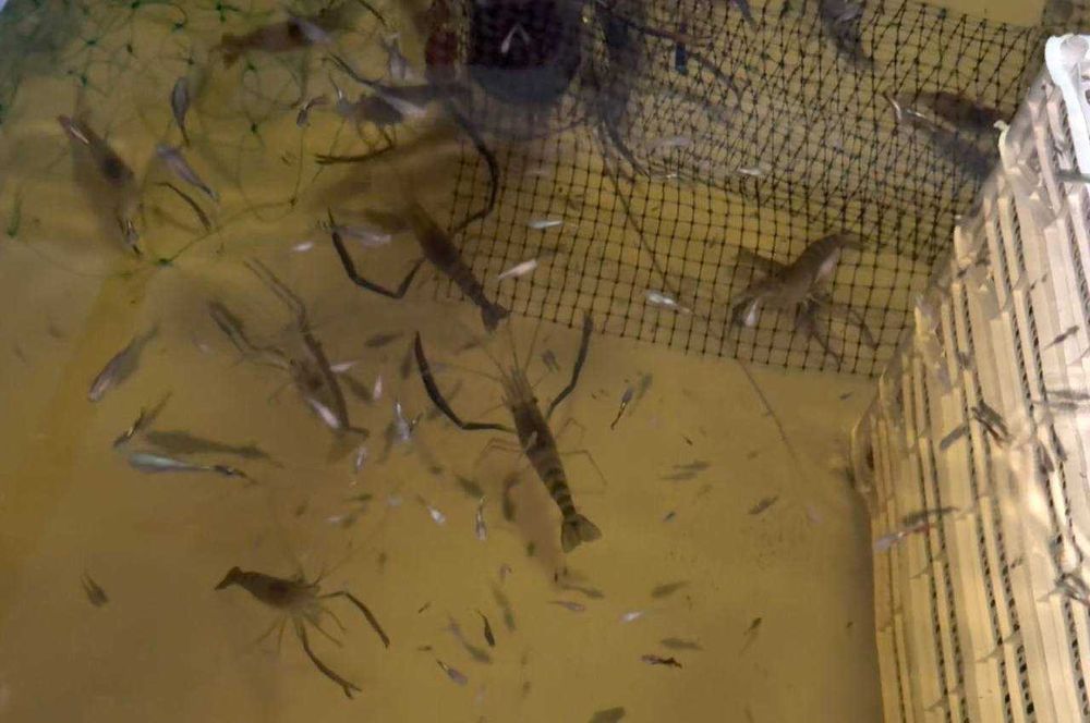 Żywe krewetki giganty Macrobrachium rosenbergii – słodkowodne, narybek