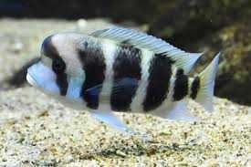 Pyszczak hełmiasty (Cyphotilapia frontosa). Cetarius