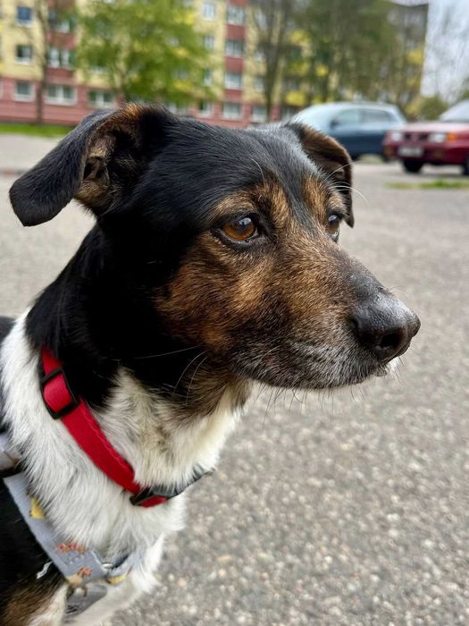 Malutki Gucio do adopcji