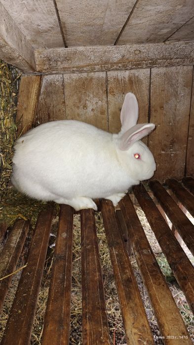 Кролики породи Термонська біла,Полтавське срібло,Боргунці