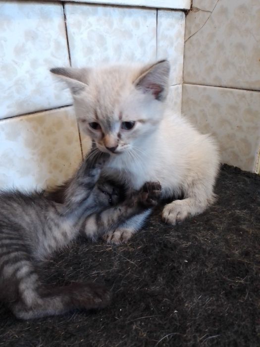 Котята добрым людям