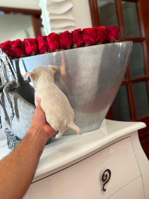 Chihuahua  Superminiatura  MACHINHO  COM LOP E AFIXO