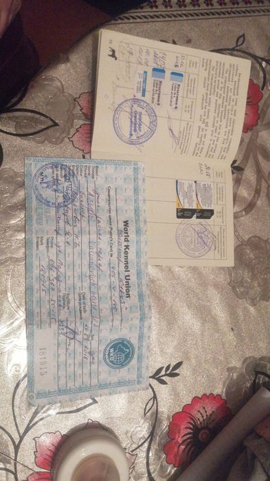 В'язка!Джек Рассел