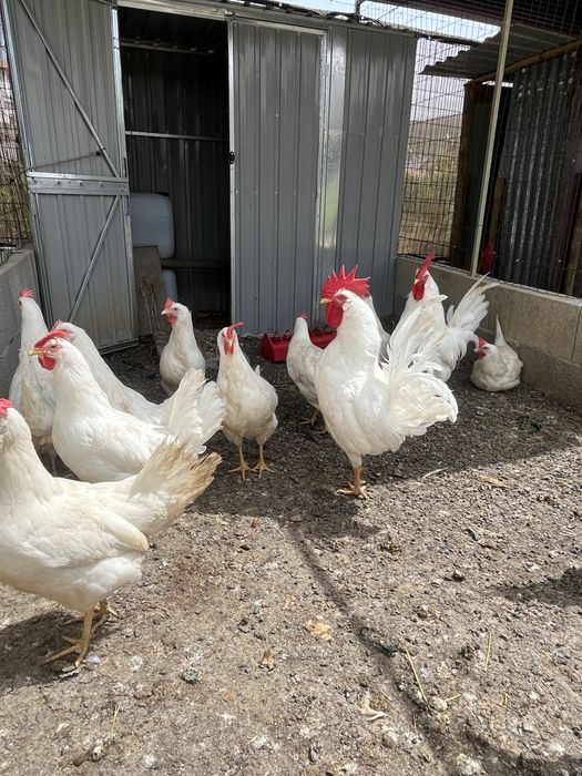 Ovos Leghorn white