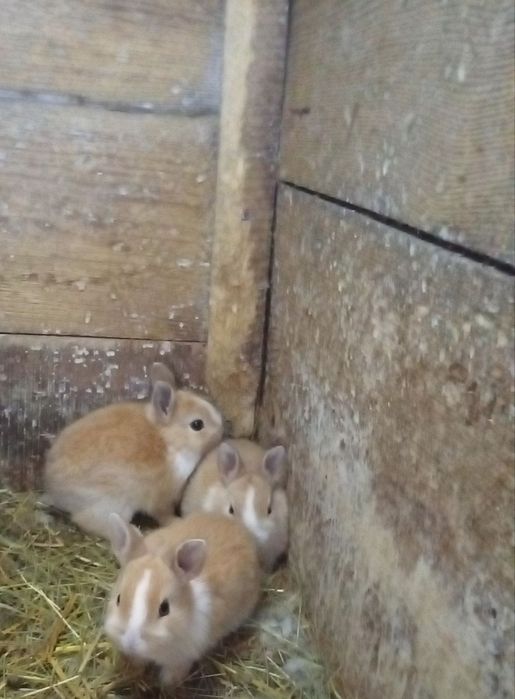 Продам декоративні кролики