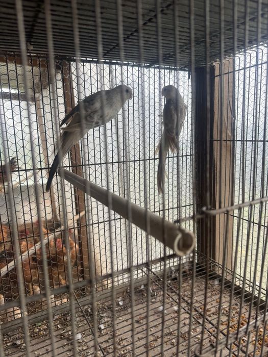 Vendo casal red ramp