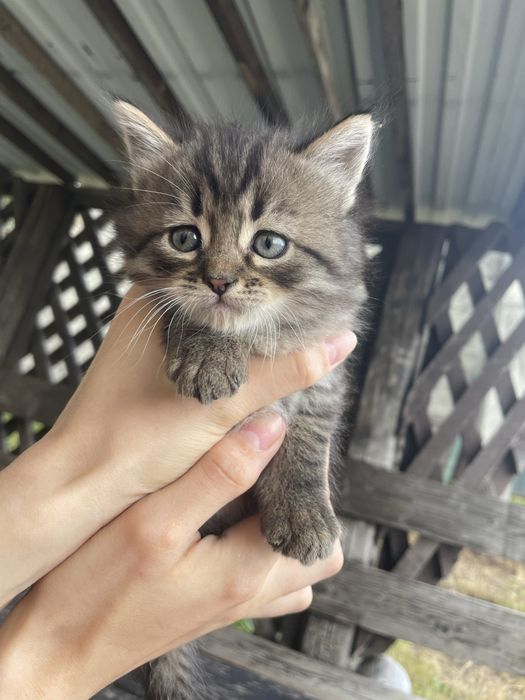 Котики. Кошенята. Кіт.