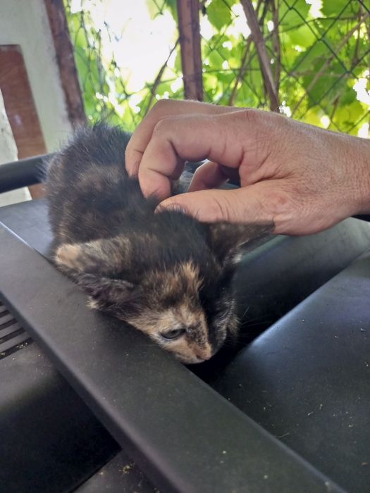 Кошенята,приблизно 2 місяці