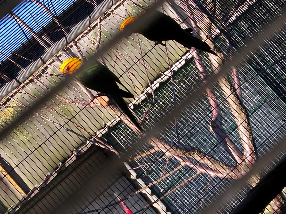 Várias aves para cedência