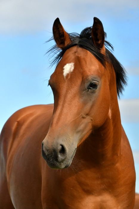 Klacz American Quarter Horse