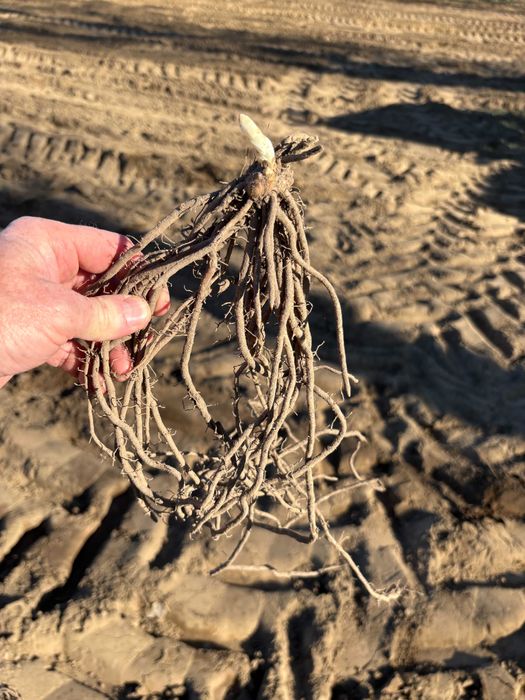 sprzedam karpy-sadzonki szparagów Guelph Equinox