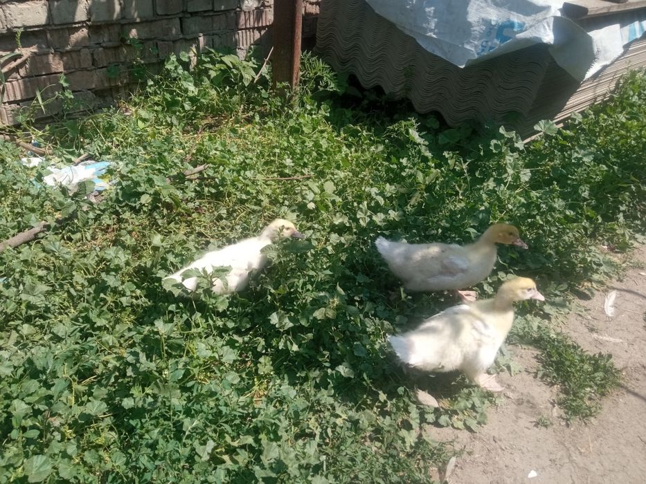 Продам (мускусные утята) Немецкая линия