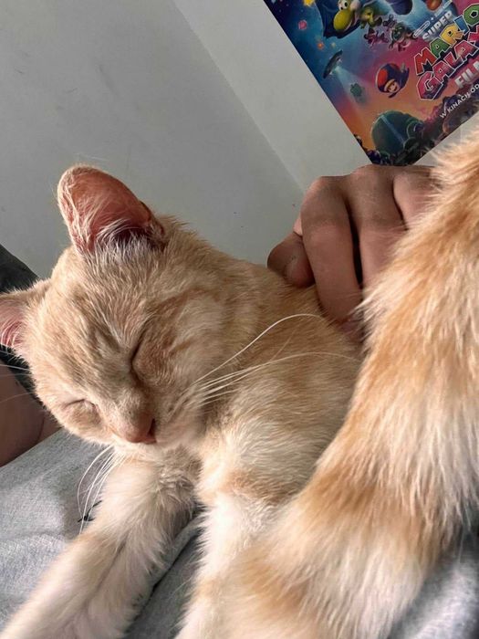 10 mies. kastrowany Kisiel do adopcji