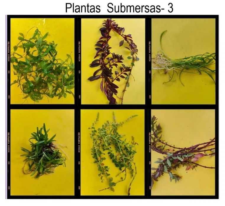 20 Plantas  para Aquário por 20 Euros - Envio para Todo Portugal!