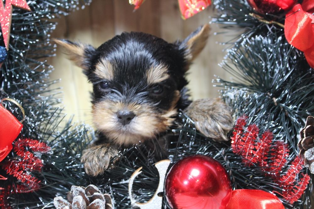Цуценятка йорка. Мікро .Міні та малий стандарт