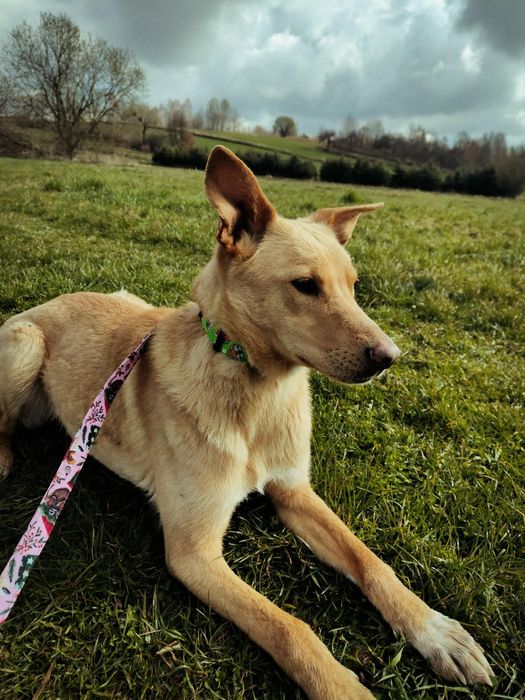 Słodka Lilo od roku czeka na dom