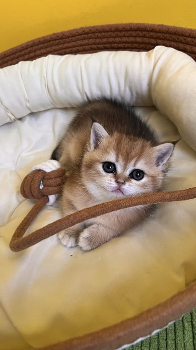Кошенята британські  золота шиншила 2 міс