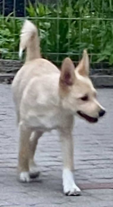 Amerykański terier bezwłosy/American Hairless Terrier