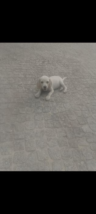 Beagle bicolor puro