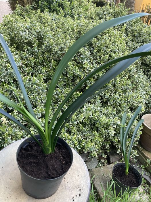 Kwiaty doniczkowe kliwia, szabla, dracena, juka