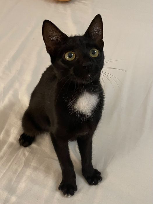 Sou o Jiji, um gatinho muito fofinho e educado