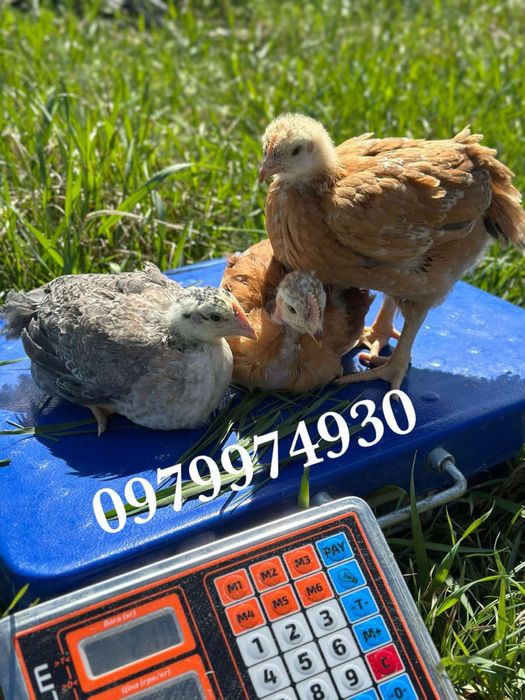 Підрощені курчата. Кури