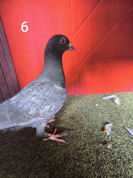 Pombos fantasia várias raças