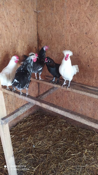 Ozdobne kugutki czubatki