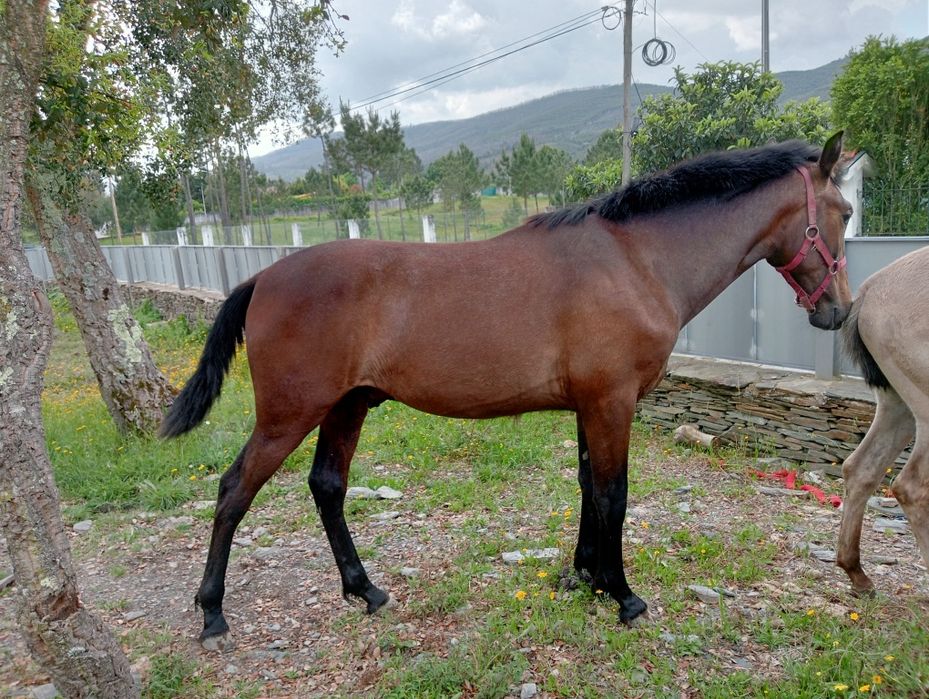Poldro nobre   filho pais lusitanos 1 ano