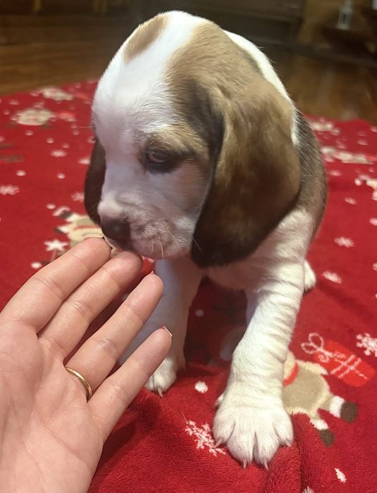 Sprzedam pieski rasy Beagle