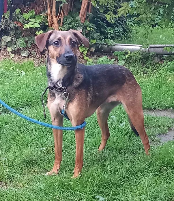 Pies do adopcji za darmo