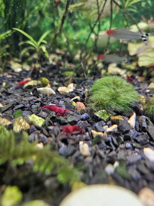 Креветка червона акваріумна