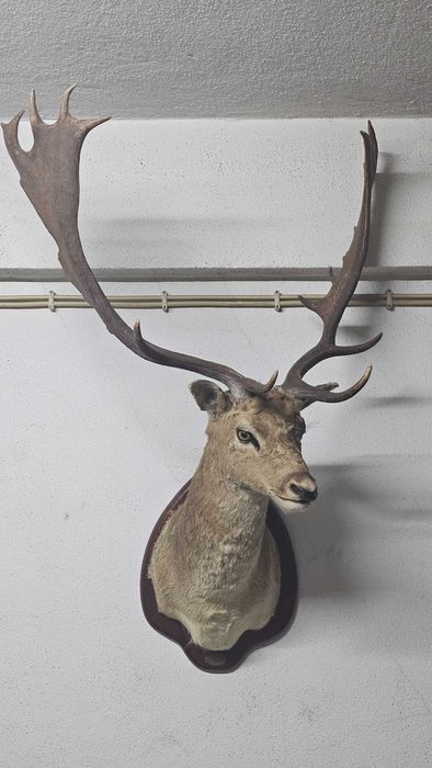 Troféu de Veado – Peça de Grande Impacto