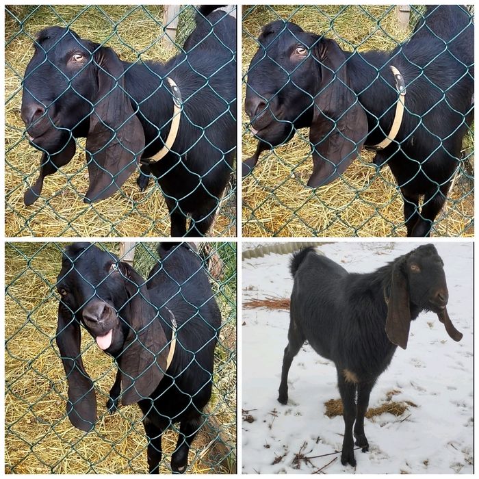 Котная Коза нубо камори %