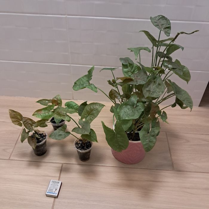 Сингониум  неон, манго, три короля . Взрослые, домашние. Недорого.