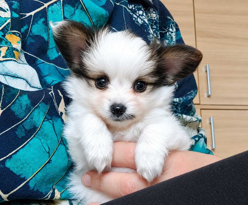 papillon piesek sobolowy FCI