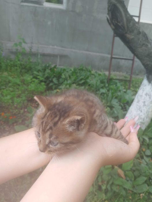 Кошеня, 1 місяць, хлопчик