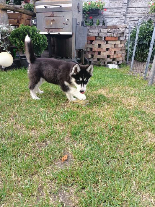 Syberian Husky Sunia