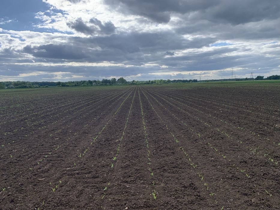 Siew punktowy kukurydzy GPS