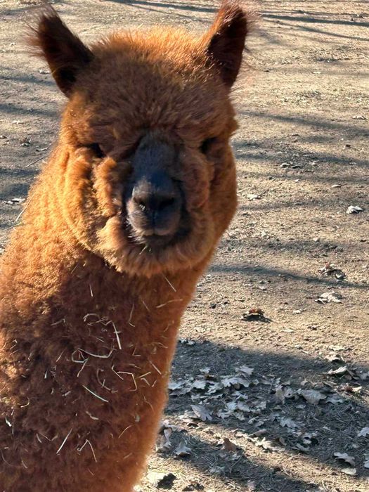 Aplaki 2 Samice i Samiec