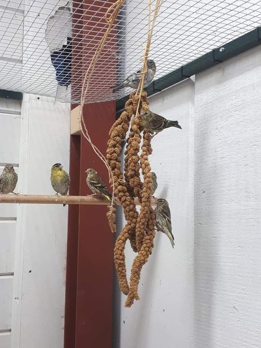 Pintassilgos, pintarroxos, lugres, faço envio