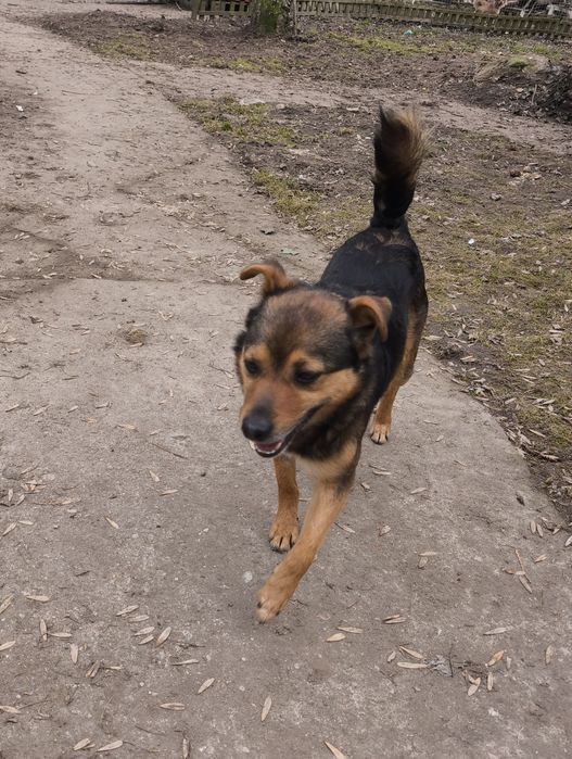 Wesoły Archi do adopcji!!! Pieski dowozimy!!!
