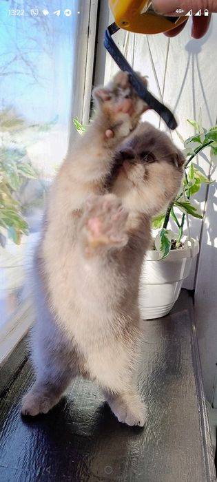 Кошенята вісловушки