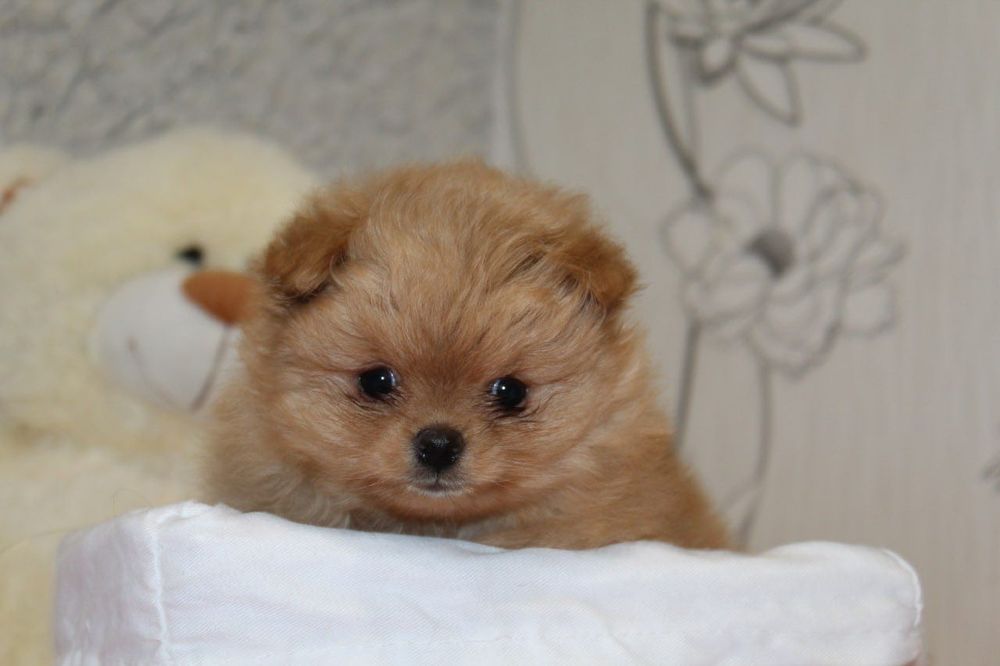 Бомба міні шпіцулі