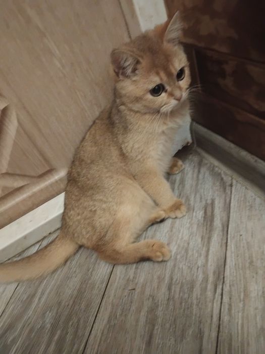 Кошеня золотої шиншили