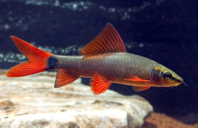 GB Labeo Zielony, Grubowarg Zielony