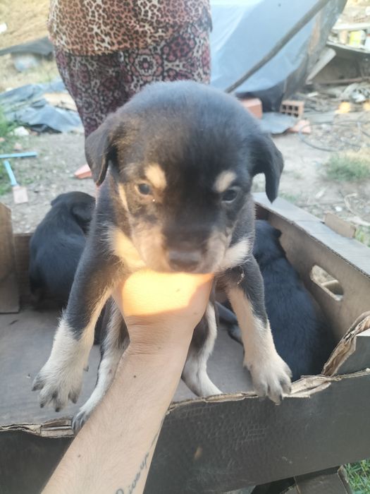 Cãezinhos para adoção
