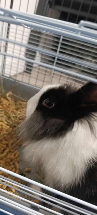 Królik samiczka 7 miesięcy , klatka poidełko, kojec