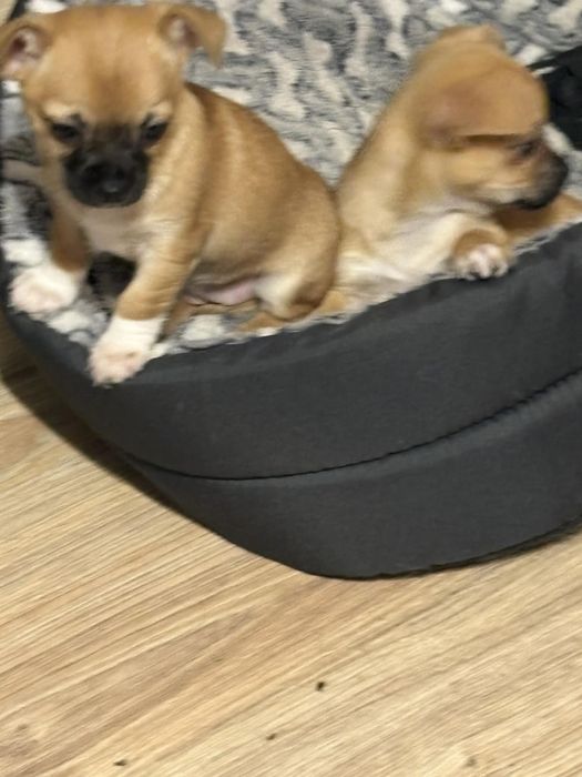 Chihuahua Urocza Suczka gotowa na nowy domek