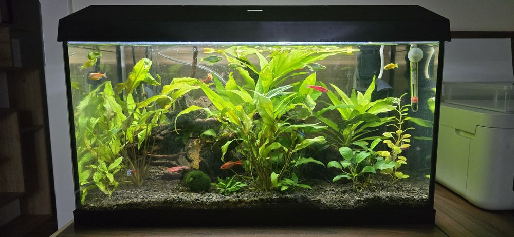 Sprzedam akwarium 60 kompletne neonki, danio, stabilne
